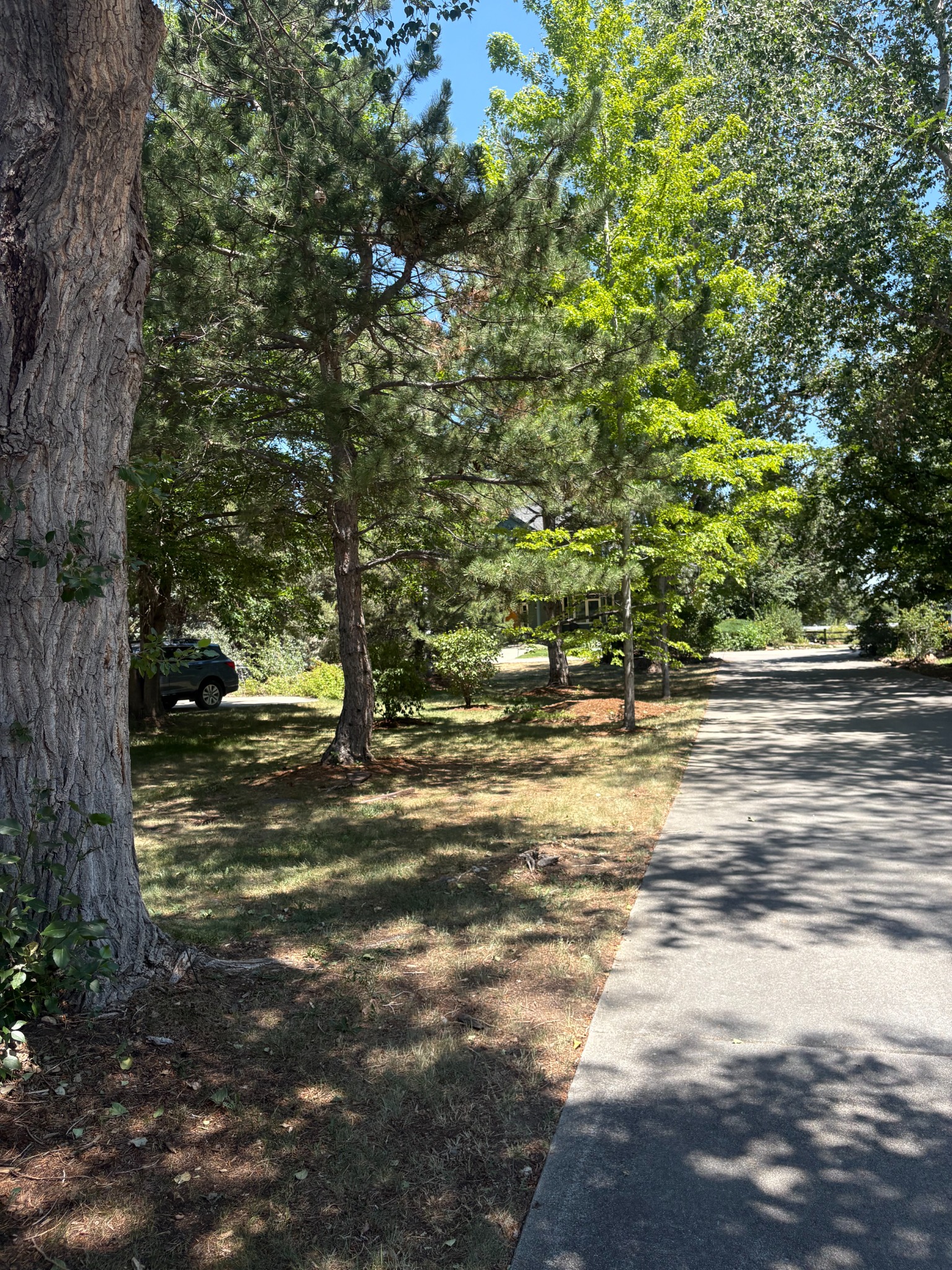 Lawn beneath mature trees before the xeriscape work